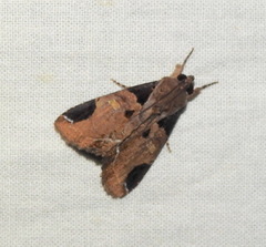 Ercheia
