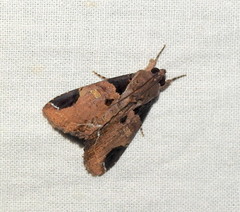 Ercheia