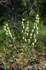 Astragalus vulpinus