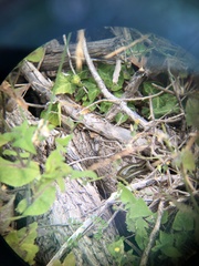 Lissolepis coventryi