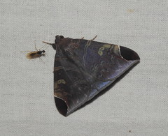 Pindara