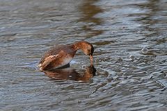 Tachybaptus ruficollis