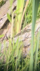 Lissolepis coventryi