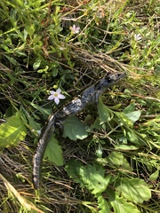 Lissolepis coventryi