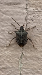 Halyomorpha halys