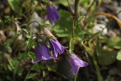 Campanula komarovii