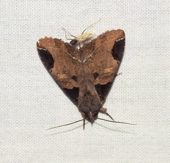 Ercheia