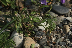 Campanula komarovii