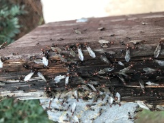 Crematogaster scutellaris