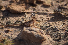 Sitana ponticeriana
