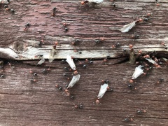 Crematogaster scutellaris