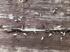 Crematogaster scutellaris