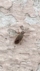 Arocatus longiceps