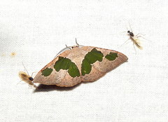 Celenna festivaria