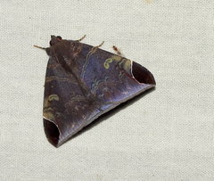 Pindara