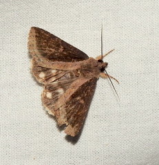 Ercheia