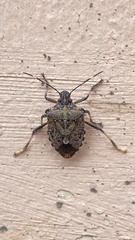 Halyomorpha halys