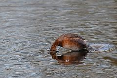 Tachybaptus ruficollis