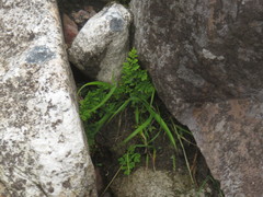 Cheilanthes multifida multifida
