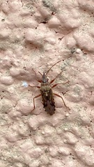 Belonochilus numenius