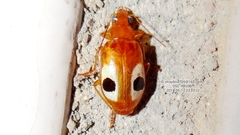 Lebidia bimaculata