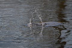 Tachybaptus ruficollis