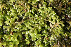 Lepidozia laevifolia