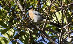 Schistochlamys ruficapillus