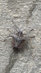 Halyomorpha halys