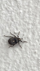 Ethelcus denticulatus