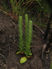 Cullumia reticulata