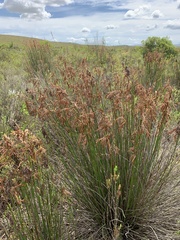 Thamnochortus insignis