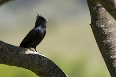 Knipolegus lophotes