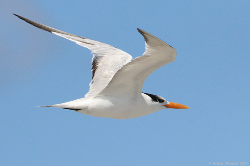 Royal Tern