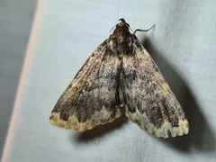 Mormoscopa sordescens