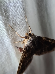 Mormoscopa sordescens