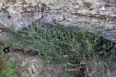 Lepidium hyssopifolium