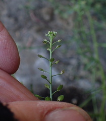 Lepidium hyssopifolium