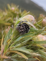 Caerostris sexcuspidata