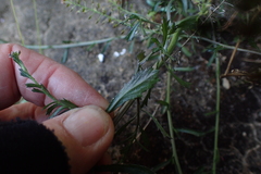 Lepidium hyssopifolium