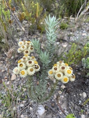 Achyranthemum