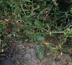 Lepidium hyssopifolium