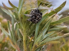 Caerostris sexcuspidata