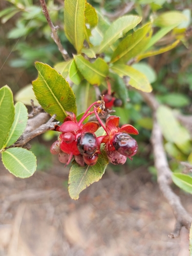 Image of Ochna natalitia by (c) Manuel R Popp, some rights reserved (CC BY)