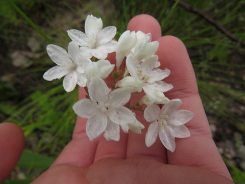 Image of Schizorhiza neglecta by (c) Jeremy Gilmore, some rights reserved (CC BY)