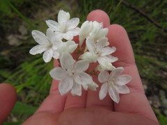 Neglected schizorhiza (Schizorhiza neglecta)