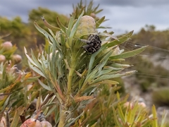 Caerostris sexcuspidata