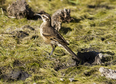 Cinclodes pabsti espinhacensis