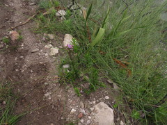 Pseudoselago verbenacea