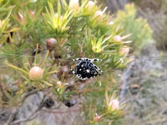 Caerostris sexcuspidata